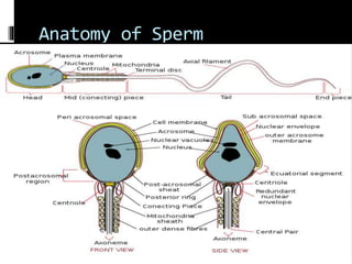 Anatomy of Sperm
 