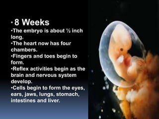 * 8 Weeks
•The embryo is about ½ inch
long.
•The heart now has four
chambers.
•Fingers and toes begin to
form.
•Reflex activities begin as the
brain and nervous system
develop.
•Cells begin to form the eyes,
ears, jaws, lungs, stomach,
intestines and liver.
 