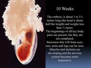 10 Weeks
The embryo, is about 1 to 1¼
inches long (the head is about
half the length) and weighs less
than ½ ounce.
The beginnings of all key body
parts are present, but they are
not completed.
Structures that will form eyes,
ears, arms and legs can be seen.
Muscles and skeleton are
developing and the nervous
system becomes more
responsive.
 