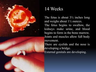 14 Weeks
The fetus is about 3½ inches long
and weighs about 1½ ounces.
The fetus begins to swallow, the
kidneys make urine, and blood
begins to form in the bone marrow.
Joints and muscles allow full body
movement.
There are eyelids and the nose is
developing a bridge.
External genitals are developing.
 