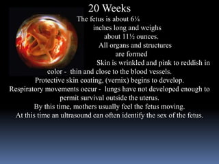 20 Weeks
The fetus is about 6¼
inches long and weighs
about 11½ ounces.
All organs and structures
are formed
Skin is wrinkled and pink to reddish in
color - thin and close to the blood vessels.
Protective skin coating, (vernix) begins to develop.
Respiratory movements occur - lungs have not developed enough to
permit survival outside the uterus.
By this time, mothers usually feel the fetus moving.
At this time an ultrasound can often identify the sex of the fetus.
 