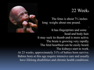 22 Weeks
The fetus is about 7½ inches
long weighs about one pound.
.
It has fingerprints and some
head and body hair.
It may suck its thumb and is more active.
The brain is growing very rapidly.
The fetal heartbeat can be easily heard.
The kidneys start to work.
At 23 weeks, approximately 31% of babies born survive.
Babies born at this age require intensive care and usually
have lifelong disabilities and chronic health conditions.
 