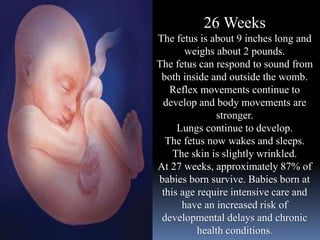 26 Weeks
The fetus is about 9 inches long and
weighs about 2 pounds.
The fetus can respond to sound from
both inside and outside the womb.
Reflex movements continue to
develop and body movements are
stronger.
Lungs continue to develop.
The fetus now wakes and sleeps.
The skin is slightly wrinkled.
At 27 weeks, approximately 87% of
babies born survive. Babies born at
this age require intensive care and
have an increased risk of
developmental delays and chronic
health conditions.
 