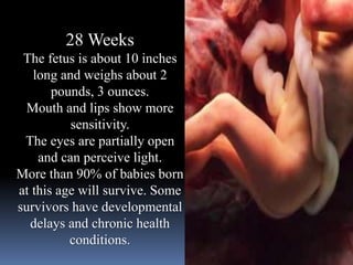 28 Weeks
The fetus is about 10 inches
long and weighs about 2
pounds, 3 ounces.
Mouth and lips show more
sensitivity.
The eyes are partially open
and can perceive light.
More than 90% of babies born
at this age will survive. Some
survivors have developmental
delays and chronic health
conditions.
 