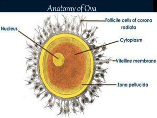 AnatomyofOva
 