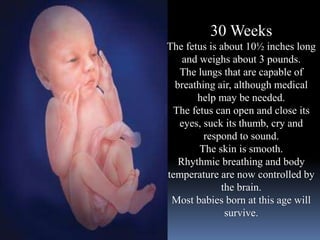 30 Weeks
The fetus is about 10½ inches long
and weighs about 3 pounds.
The lungs that are capable of
breathing air, although medical
help may be needed.
The fetus can open and close its
eyes, suck its thumb, cry and
respond to sound.
The skin is smooth.
Rhythmic breathing and body
temperature are now controlled by
the brain.
Most babies born at this age will
survive.
 