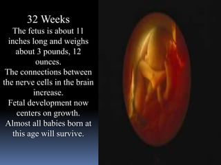 32 Weeks
The fetus is about 11
inches long and weighs
about 3 pounds, 12
ounces.
The connections between
the nerve cells in the brain
increase.
Fetal development now
centers on growth.
Almost all babies born at
this age will survive.
 