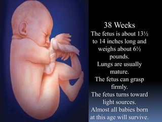 38 Weeks
The fetus is about 13½
to 14 inches long and
weighs about 6½
pounds.
Lungs are usually
mature.
The fetus can grasp
firmly.
The fetus turns toward
light sources.
Almost all babies born
at this age will survive.
 