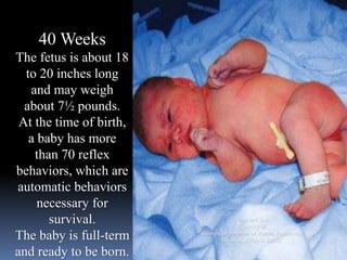 40 Weeks
The fetus is about 18
to 20 inches long
and may weigh
about 7½ pounds.
At the time of birth,
a baby has more
than 70 reflex
behaviors, which are
automatic behaviors
necessary for
survival.
The baby is full-term
and ready to be born.
Photo and Text
Courtesy of
Georgia Department of Human Resources,
Division of Public Health
 