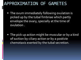 APPROXIMATION OF GAMETES
 The ovum immediately following ovulation is
picked up by the tubal fimbriae which partly
envelope the ovary, specially at the time of
ovulation .
 The pick up action might be muscular or by a kind
of suction by ciliary action or by a postivie
chemotaxis exerted by the tubal secretion.
 