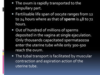  The ovum is rapidly transported to the
ampullary part.
 Fertilisable life span of oocyte ranges from 12
to 24 hours where as that of sperm is 48 to 72
hours.
 Out of hundred of millions of sperms
deposited in the vagina at single ejaculation.
Only thousands capacitated spermataozoa
enter the uterine tube while only 300-500
reach the ovum.
 The tubal transport is facilitated by muscular
contraction and aspiration action of the
uterine tube.
 