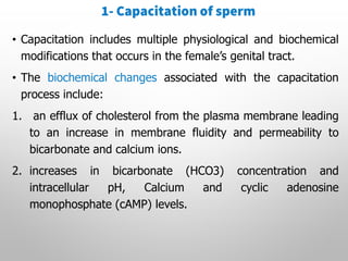 Capacitation Process Comprehensive Overview of Fertilization Processes in Animals and Humans ...