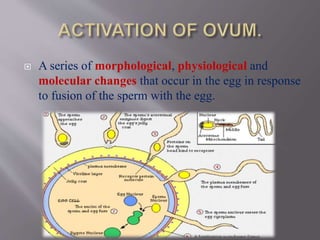  A series of morphological, physiological and
molecular changes that occur in the egg in response
to fusion of the sperm with the egg.
 