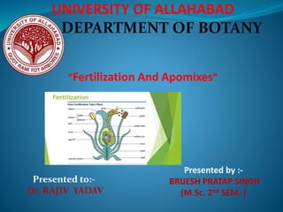 UNIVERSITY OF ALLAHABAD
DEPARTMENT OF BOTANY
“Fertilization And Apomixes”
Presented by :-
BRIJESH PRATAP SINGH
(M.Sc. 2nd SEM. )
Presented to:-
Dr. RAJIV YADAV
 