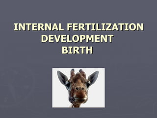 INTERNAL FERTILIZATION DEVELOPMENT BIRTH 