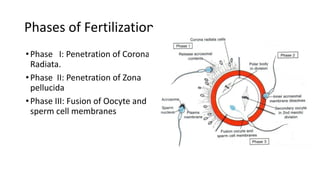 Comprehensive Overview of Fertilization and Implantation Processes in ...