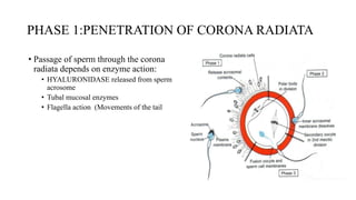 Comprehensive Overview of Fertilization and Implantation Processes in ...