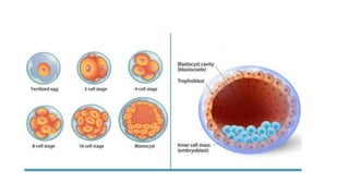 Comprehensive Overview of Fertilization and Implantation Processes in ...