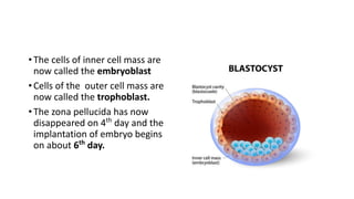 Comprehensive Overview of Fertilization and Implantation Processes in ...
