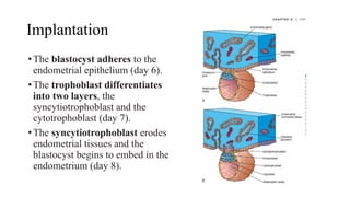 Comprehensive Overview of Fertilization and Implantation Processes in ...