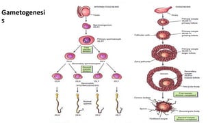 Comprehensive Overview of Fertilization and Implantation Processes in ...