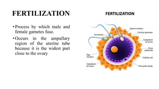 Comprehensive Overview of Fertilization and Implantation Processes in ...