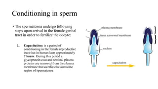 Comprehensive Overview of Fertilization and Implantation Processes in ...
