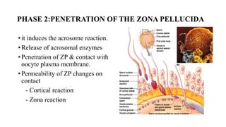 Comprehensive Overview of Fertilization and Implantation Processes in ...