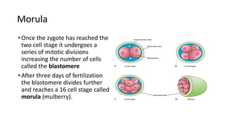 Comprehensive Overview of Fertilization and Implantation Processes in ...