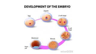 Comprehensive Overview of Fertilization and Implantation Processes in ...