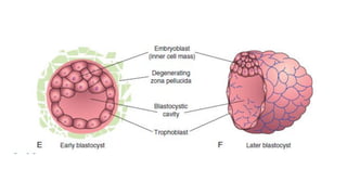 Comprehensive Overview of Fertilization and Implantation Processes in ...