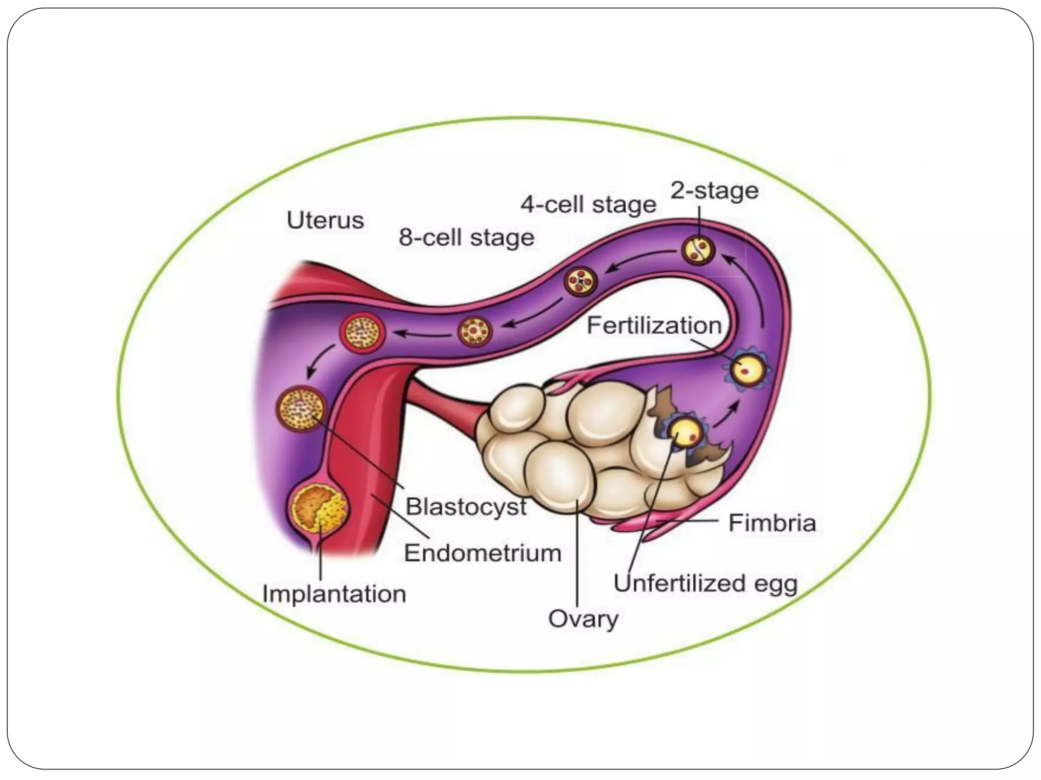 fertilization and implantation-converted.pdf