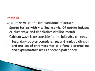Phase III –
Calcium wave for the depolarization of oocyte
- Sperm fusion with vitelline memb. Of oocyte induces
calcium wave and depolarizes vitelline memb.
- Calcium wave is responsible for the following changes :
i. Secondary oocyte completes second meiotic division
and one set of chromosomes as a female pronucleus
and expel another set as a second polar body.
 
