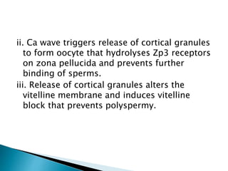 ii. Ca wave triggers release of cortical granules
to form oocyte that hydrolyses Zp3 receptors
on zona pellucida and prevents further
binding of sperms.
iii. Release of cortical granules alters the
vitelline membrane and induces vitelline
block that prevents polyspermy.
 