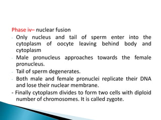 Phase iv– nuclear fusion
- Only nucleus and tail of sperm enter into the
cytoplasm of oocyte leaving behind body and
cytoplasm
- Male pronucleus approaches towards the female
pronucleus.
- Tail of sperm degenerates.
- Both male and female pronuclei replicate their DNA
and lose their nuclear membrane.
- Finally cytoplasm divides to form two cells with diploid
number of chromosomes. It is called zygote.
 