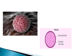 embryology : fertilization and cleavage.