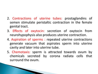 2. Contractions of uterine tubes: prostaglandins of
semen stimulate peristaltic contraction in the female
genital tract.
3. Effects of oxytocin: secretion of oxytocin from
neurohypophysis also produces uterine contraction.
4. Aspiration of sperms : repeated uterine contractions
generate vacuum that aspirates sperm into uterine
cavity and later into uterine tube.
5. Chemotaxis: sperm is attracted towards ovum by
chemicals secreted by corona radiata cells that
surround the ovum.
 