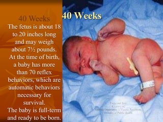 Fertilization & Fetal Development.pdf