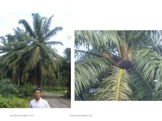 zaini@cleanagent.net www.cleanagent.net
 