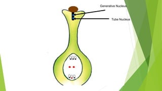 Fertilization in plants ( Double fertilization, syngamy, triple fusion.