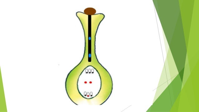Fertilization in plants ( Double fertilization; syngamy; triple fusio…