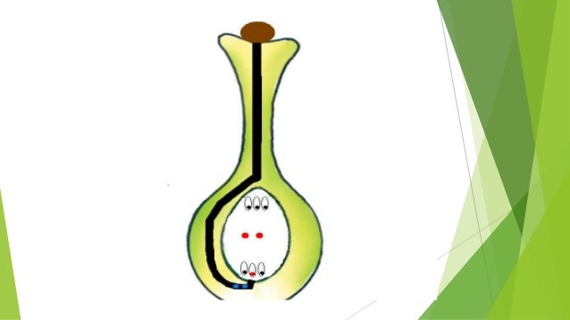 Fertilization In Plants Double Fertilization Syngamy Triple Fusio 