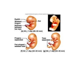 Fertilization, implantaion and embryology | PPT