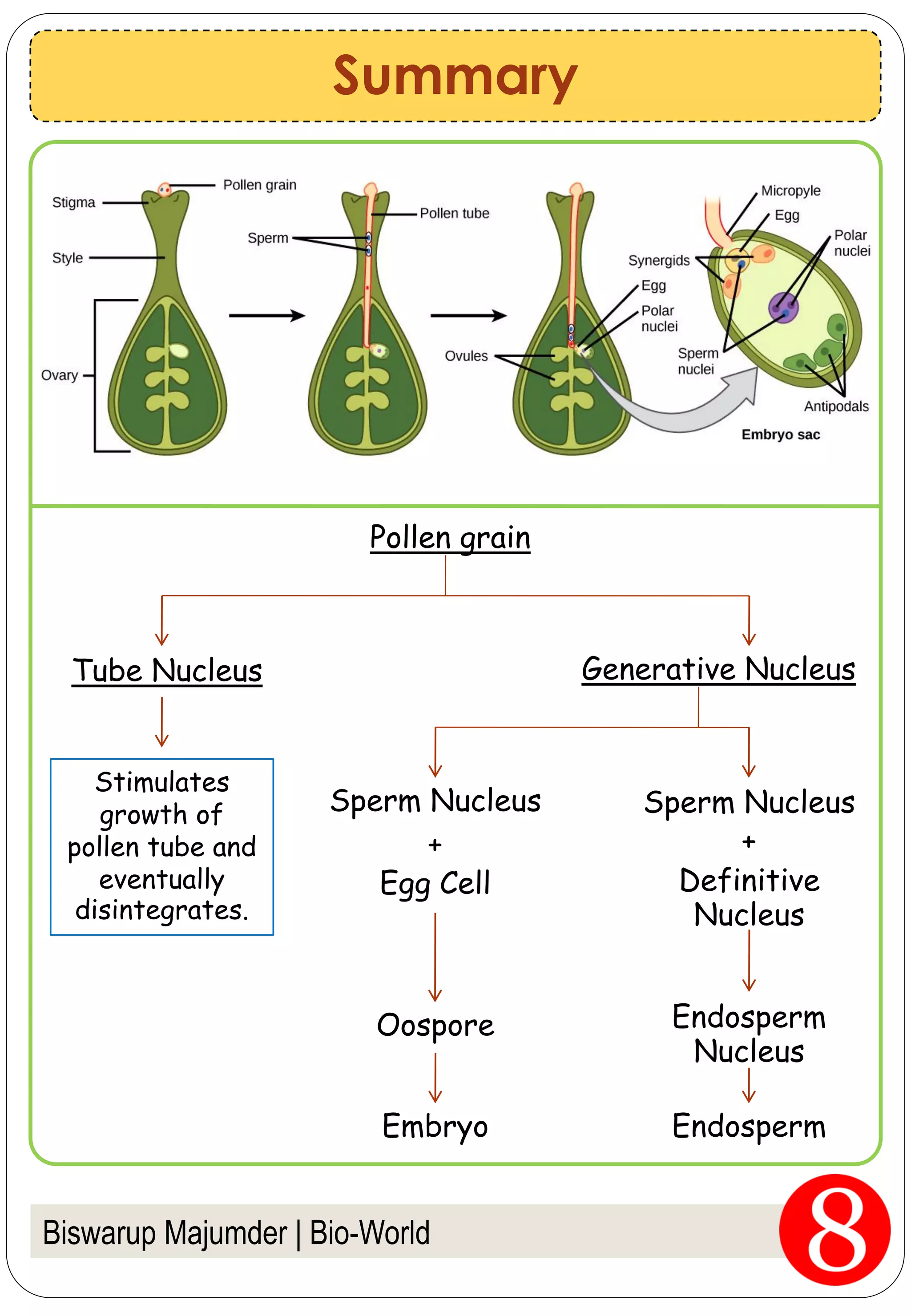 Fertilization in flowering plants pdf