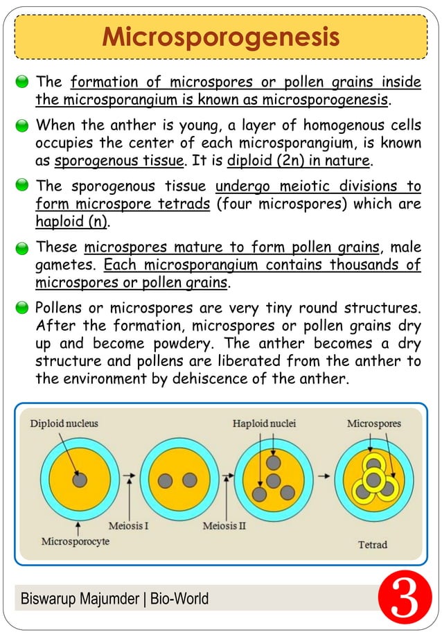 Fertilization In Flowering Plants