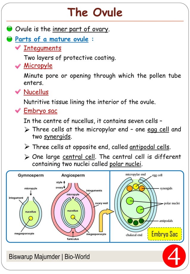 Fertilization in flowering plants pdf infertility reproductive health