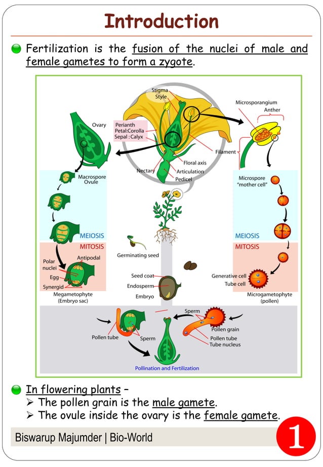 Fertilization in Flowering Plants PDF