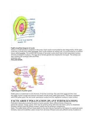 Fig#3 simplified diagram of ovule
Ovule is a small structure contained in the ovary: Each ovule is surrounded by two integuments. At the apex,
ovule has a minute pore called micropyle. Each ovule contains an embryo sac. It is surrounded by a nutritive
tissue called nucellus. The embryo sac consists of two polar nuclei which fuse to form secondary nucleus
(Primary endosperm nucleus). The egg cell of female gamete lies towards the micropyle. The embryo sac
also contains two synergid cells and three
antipodal cells.
POLLEN GRAIN
Fig#4 diagram of pollen grain
Pollen grain is a spherical or oval structure. It has two coverings: the outer thick exine and the inner
thin intine. Exine is rough and spinous and bears minute pores called germ pores. The dense cytoplasm
within the pollen grain has two nuclei: generative nucleus and the vegetative nucleus or tube nucleus.
FACTS ABOUT POLLINATION (PLANT FERTILIZATION)
Pollination takes place among the plants of same species. Many different kinds of flowering
plants like papaya, mango, guava, litchi may be growing along with trees like neem, jamun or sheesham.
Similarly various crops like wheat mustard, pulses may be growing in neighboring
fields. The pollen blown off from these plants by the wind may be received by the stigma of a particular plant.
Similarly, bees and butterflies collect nectar from all kinds of flowers and carry different kinds of pollens on
 