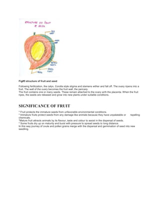 Fig#5 structure of fruit and seed
Following fertilization, the calyx, Corolla style stigma and stamens wither and fall off. The ovary ripens into a
fruit. The wall of the ovary becomes the fruit wall, the pericarp.
The fruit contains one or many seeds. These remain attached to the ovary with the placenta. When the fruit
ripes, the seeds are released and grow into new plants under suitable conditions.
SIGNIFICANCE OF FRUIT
* Fruit protects the immature seeds from unfavorable environmental conditions.
* Immature fruits protect seeds from any damage like animals because they have unpalatable or repelling
chemicals.
*Mature fruit attracts animals by its flavour, taste and colour to assist in the dispersal of seeds.
* Some fruits dry up on maturity and burst with pressure to spread seeds to long distance.
In this way journey of ovule and pollen grains merge with the dispersal and germination of seed into new
seedling.
 