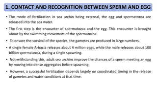 • The mode of fertilization in sea urchin being external, the egg and spermatozoa are
released into the sea water.
• The first step is the encounter of spermatozoa and the egg. This encounter is brought
about by the swimming movement of the spermatozoa.
• To ensure the survival of the species, the gametes are produced in large numbers.
• A single female Arbacia releases about 4 million eggs, while the male releases about 100
billion spermatozoa, during a single spawning.
• Not-withstanding this, adult sea urchins improve the chances of a sperm meeting an egg
by moving into dense aggregates before spawning.
• However, a successful fertilization depends largely on coordinated timing in the release
of gametes and water conditions at that time.
1. CONTACT AND RECOGNITION BETWEEN SPERM AND EGG
 